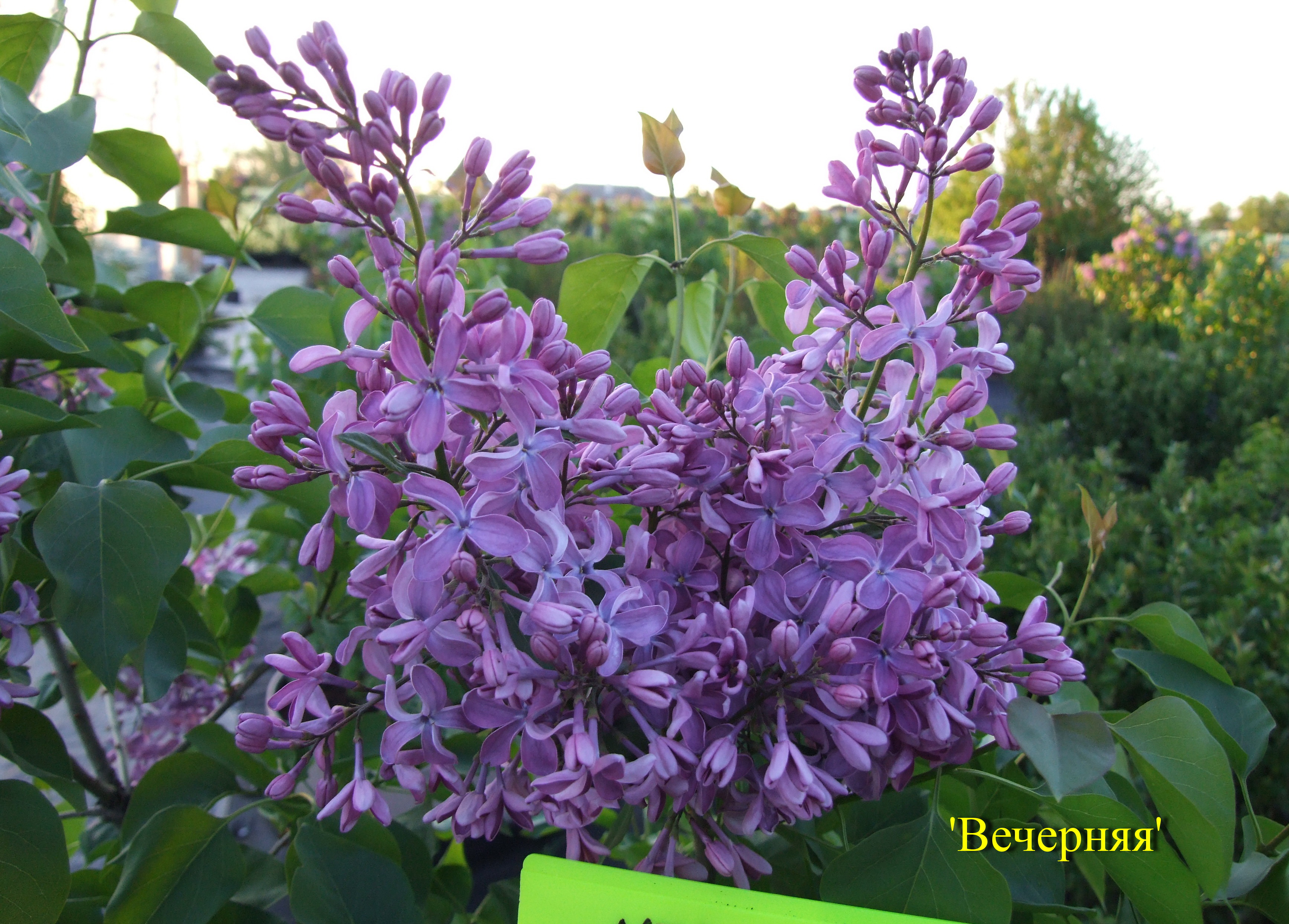 Сирень обыкновенная Вечерняя